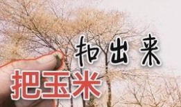 三炮进城在线观看,笑闹江湖，温情再现