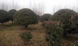 都市爆料石榴树视频大全,石榴树视频大全揭秘