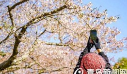 爆料新闻樱花校园,揭秘校园里的浪漫与青春故事