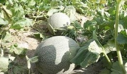 酱紫娱乐吃瓜,揭秘娱乐圈最新吃瓜事件