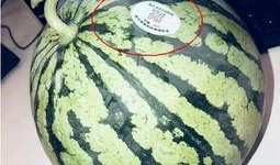 缅甸网红吃瓜是谁啊,揭秘缅甸网红“吃瓜”背后的故事