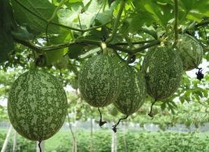 吃瓜图片下载,揭秘吃瓜图片下载背后的潮流现象